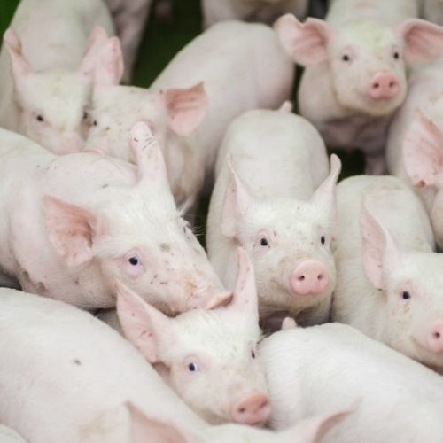 现阶段中国生猪养殖前景怎么样?