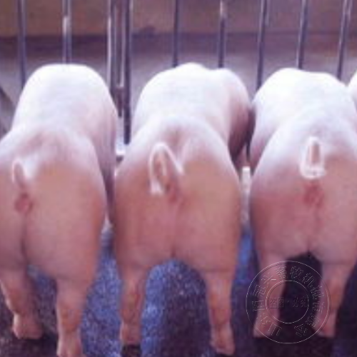 育肥猪在饲养中应注意的技巧有哪些？