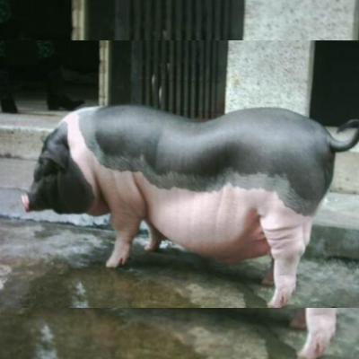 育肥猪出栏大体重是猪场盈利的关键？