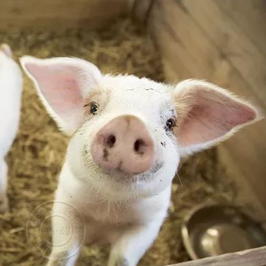 在寒冷的冬季怎么才能让保育猪不生病、增重快？