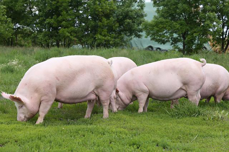 三个小技巧教你让猪保持一个健康的身体!