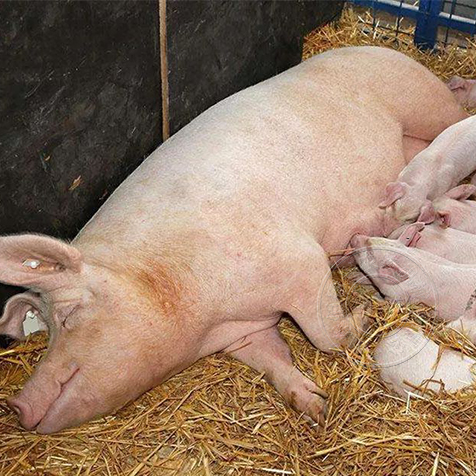 影响母猪生产效率的因素有哪些？
