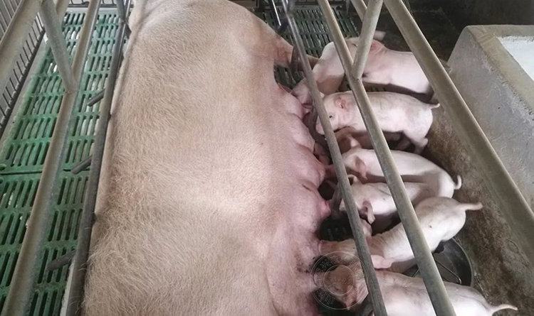 哺乳期的母猪