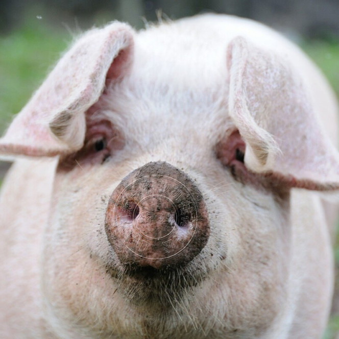 母猪繁育阶段的饲养管理应该怎么做？