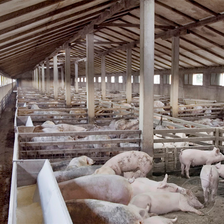 养猪场给猪进行定位调教的方法有哪些？