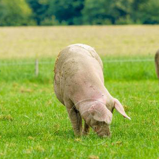夏季猪场提高猪食欲的方法有哪些？