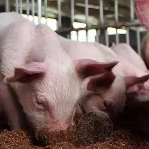 猪场可以使用哪些方法养好仔猪？