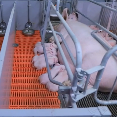 饲养母猪要掌握好5大技术，母猪增产效益高