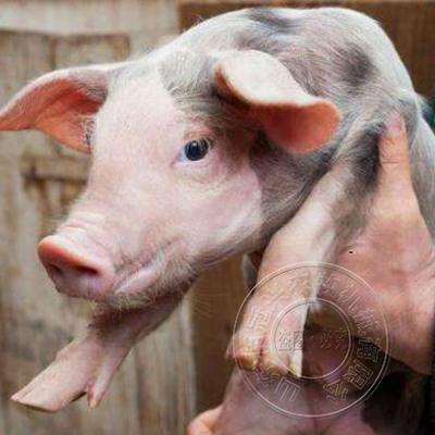 在仔猪不同生理阶段应该怎么进行饲养管理？