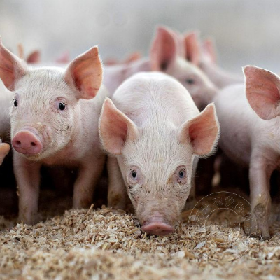 猪场管理中，养殖户必须要掌握的管理技巧！