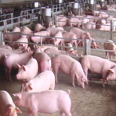 生猪养殖管理及疾病防控要做到哪些？